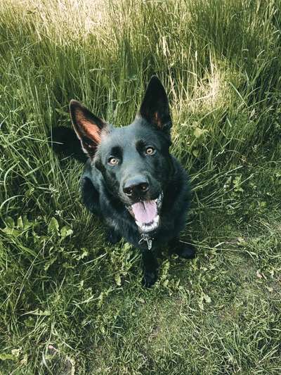 Dogorama Photo Challenge - Der Frühling kommt-Beitrag-Bild