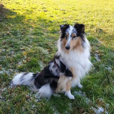 Langhaar Collies-Beitrag-Bild