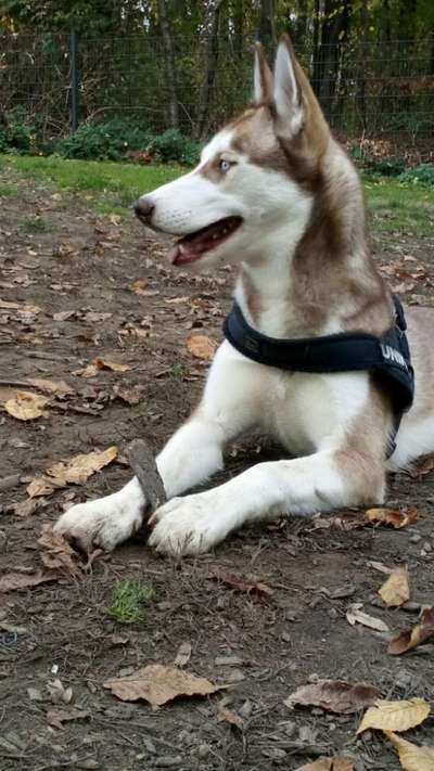 Hundetreffen-Hunde treffen in Bochum(Altenbochum)-Bild