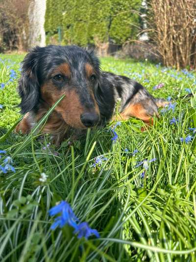 Hundetreffen-Junghunde Trefffen-Bild