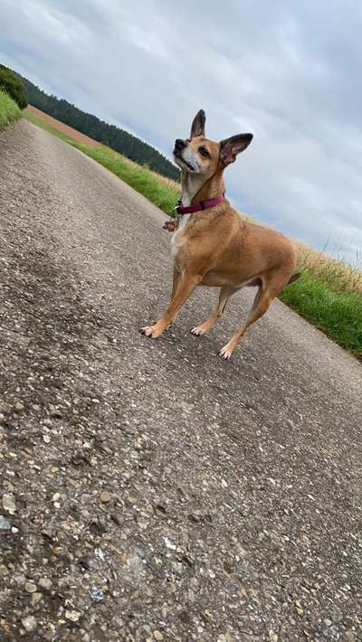 Hundetreffen-Gemeinsam Gassi gehen und Spielen-Bild