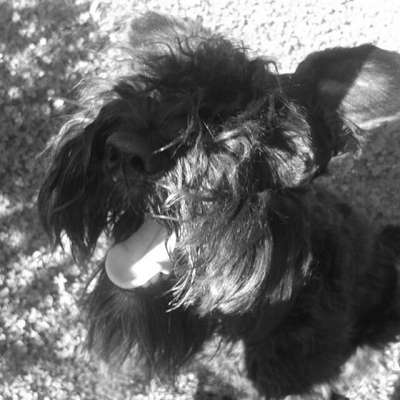 Tongue Out Tuesday-Beitrag-Bild