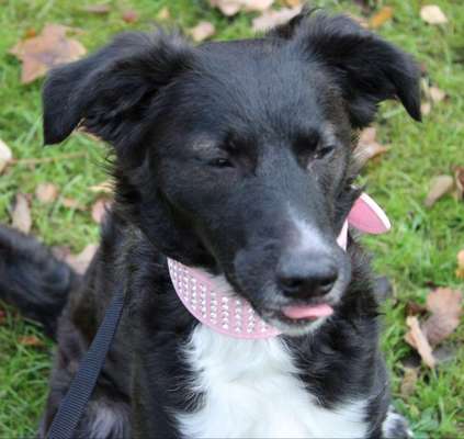 Fotochallenge Nr. 59 - Mein Hund zeigt die Zunge-Beitrag-Bild