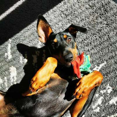 Hundetreffen-Treffen zum Gassi gehen-Bild