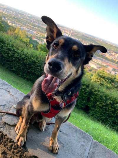 Hundetreffen-Gassigeh- und Spielfreund gesucht-Bild