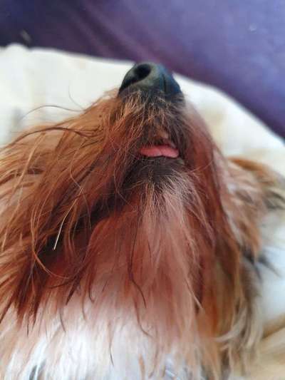 Die Dogorama-Wochen-Challenge "Die schönste Grimasse"-Beitrag-Bild