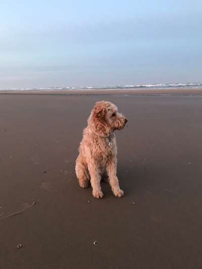 Die Dogorama Kalender Challenge Titelbild-Beitrag-Bild