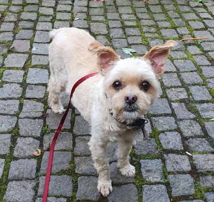 Mischlingshunde Foto Aufruf-Beitrag-Bild