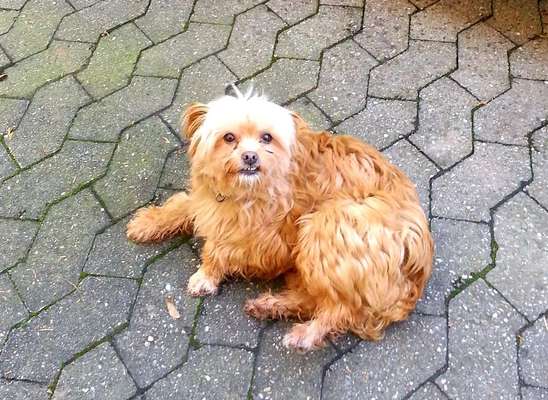 Hund aus dem Spanischen Tierschutz-Beitrag-Bild