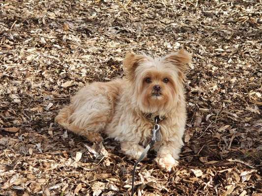 Mischlingshunde Foto Aufruf-Beitrag-Bild