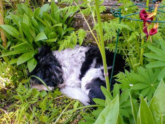 Die Dogorama Monats Challenge "Es grünt und blüht"-Beitrag-Bild