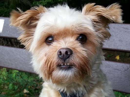 Mischlingshunde Foto Aufruf-Beitrag-Bild