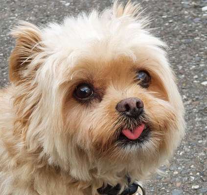 Hund aus dem Spanischen Tierschutz-Beitrag-Bild