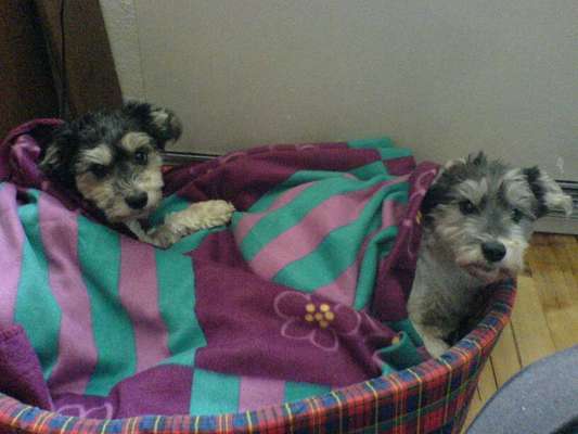 Unsere Sternchen ******-Beitrag-Bild