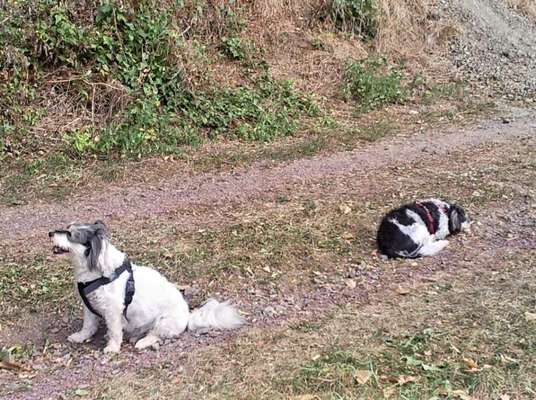 Zeige das lustigste Bild eures Hundis-Beitrag-Bild