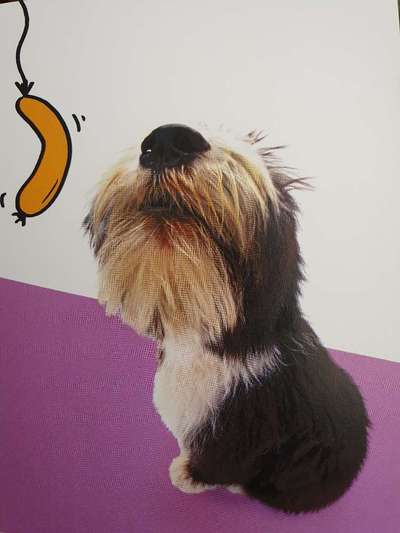 Schöne Hunde - Sprüche !-Beitrag-Bild