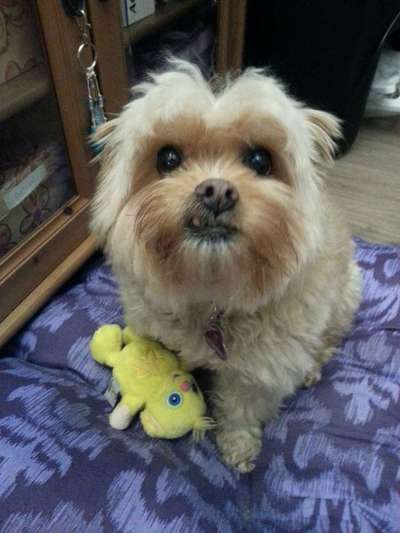 Hund aus dem Spanischen Tierschutz-Beitrag-Bild