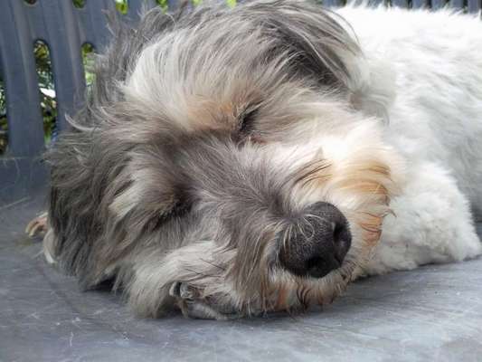 Fotochallenge Nr. 56 - geliebte Senioren-Beitrag-Bild