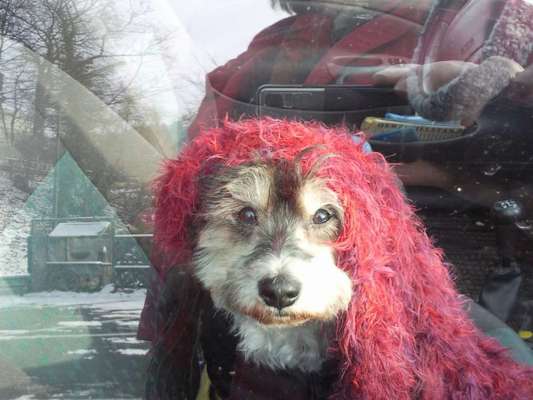 Hier ist der Spaßthread. Zum Schmunzeln und Kaputtlachen-Beitrag-Bild