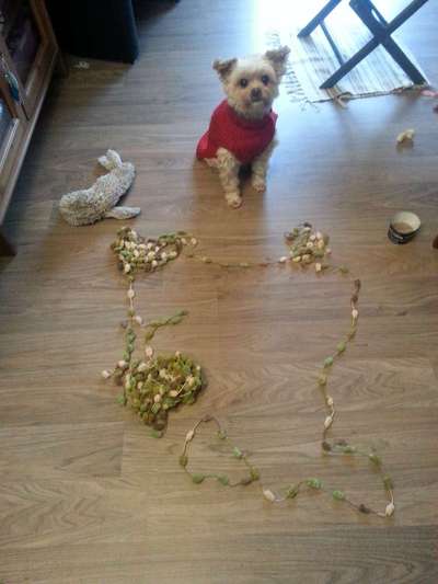 Zeige das lustigste Bild eures Hundis-Beitrag-Bild