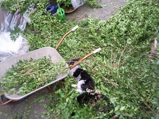 Die Dogorama Monats Challenge "Es grünt und blüht"-Beitrag-Bild