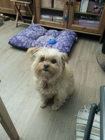 Tierschutz - Auslandstierschutz oder örtliches Tierheim?-Beitrag-Bild