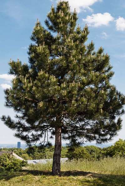 Wie heißt dein Hund?-Beitrag-Bild