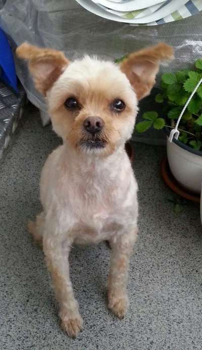 Hund aus dem Spanischen Tierschutz-Beitrag-Bild