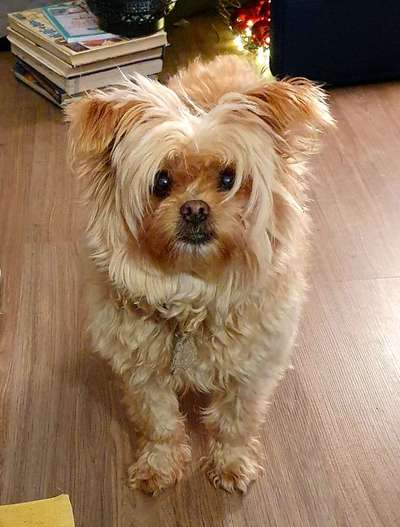 Mischlingshunde Foto Aufruf-Beitrag-Bild