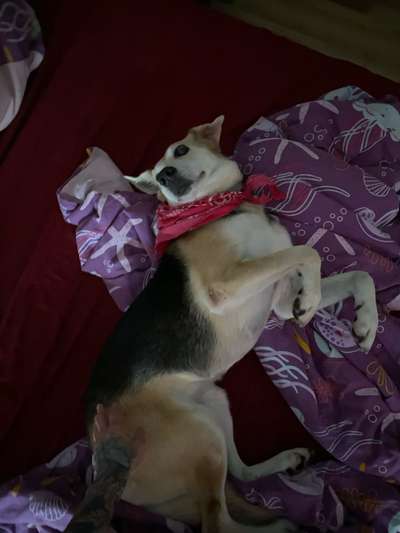 Desenspritze-Beitrag-Bild