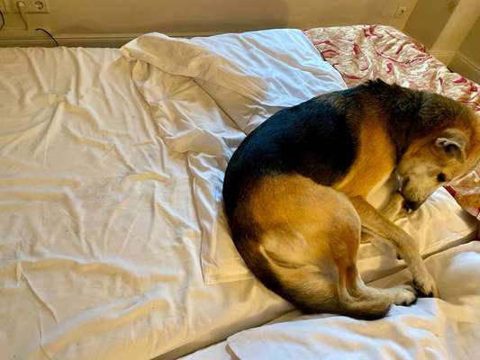 Urlaub mit zu 100% Hundefreundlich-Beitrag-Bild