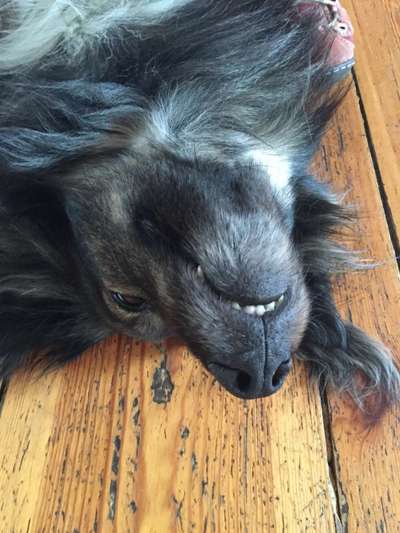 Hunde Porträt (Portrait) Galerie....-Beitrag-Bild