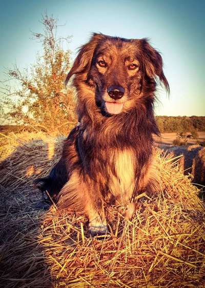 Hunde Porträt (Portrait) Galerie....-Beitrag-Bild