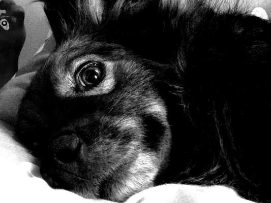 Hunde Porträt (Portrait) Galerie....-Beitrag-Bild