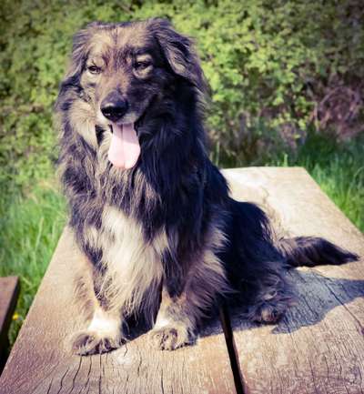 Hunde Porträt (Portrait) Galerie....-Beitrag-Bild