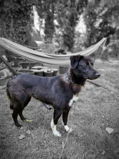 TierschutzhundeStammtisch🐕-Beitrag-Bild