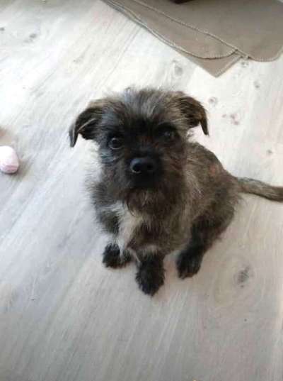 Welpen Bilder !-Beitrag-Bild