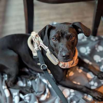 Hundetreffen-Sozial Walk-Bild