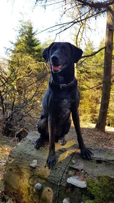 Die Dogorama Kalender Challenge Titelbild-Beitrag-Bild