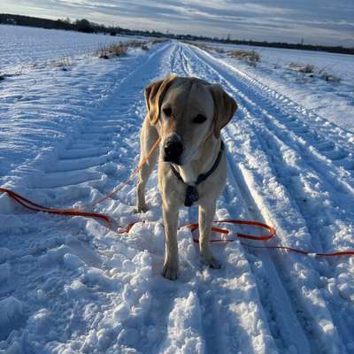 Hundetreffen-Spielgefährten gesucht-Bild