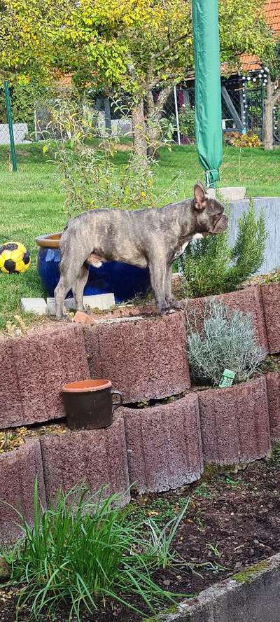 Französische Bulldoggen-Beitrag-Bild