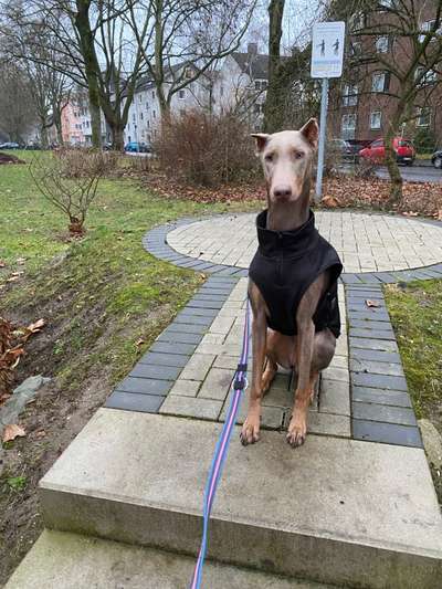 Wo sind die Dobis?-Beitrag-Bild