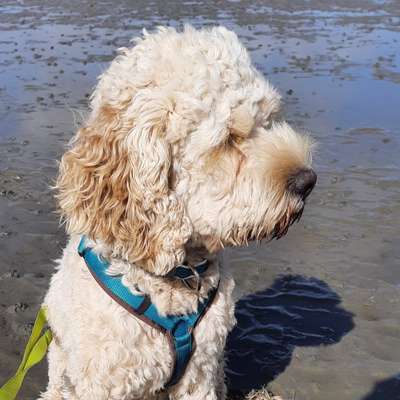 Hundetreffen-Spiel und Gassitreff-Bild