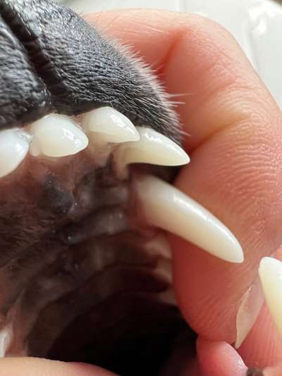 Zahn abgebrochen-Beitrag-Bild