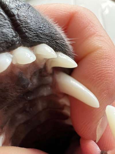 Zahn abgebrochen-Beitrag-Bild