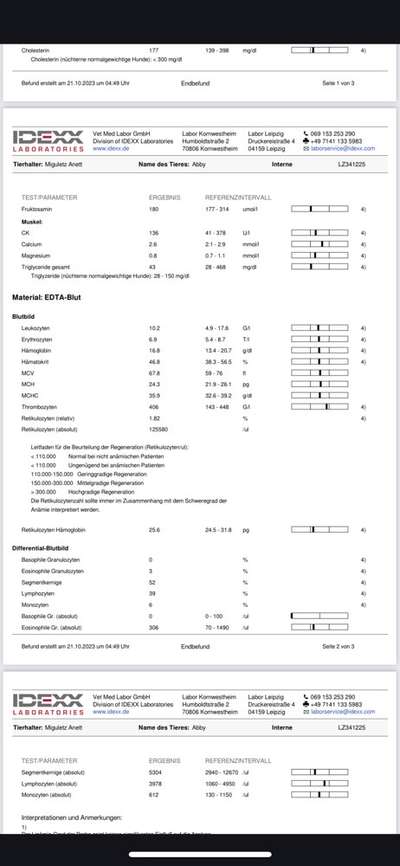 Blutbild-Beitrag-Bild