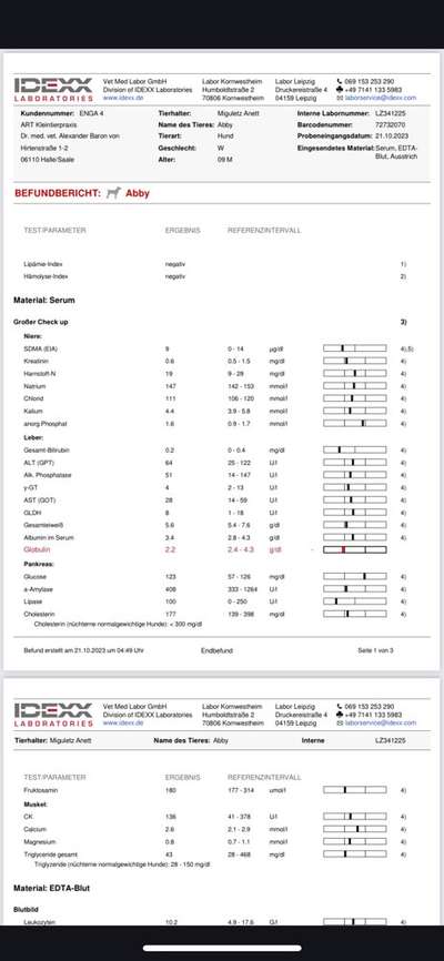 Blutbild-Beitrag-Bild