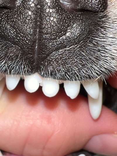 Zahn abgebrochen-Beitrag-Bild