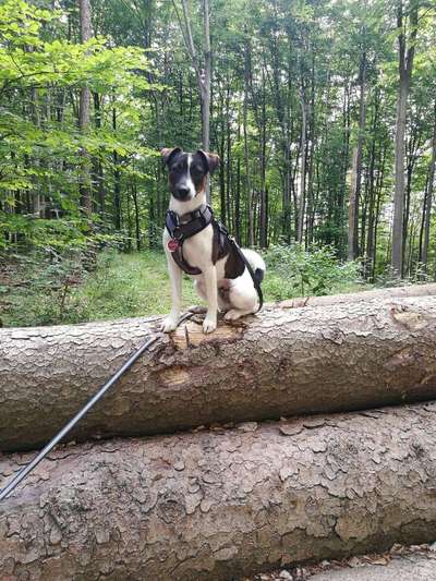 Foxterrier Gang-Beitrag-Bild