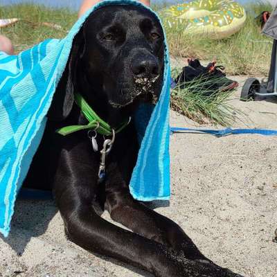 Challenge 41 - Mein Hund im Urlaub-Beitrag-Bild